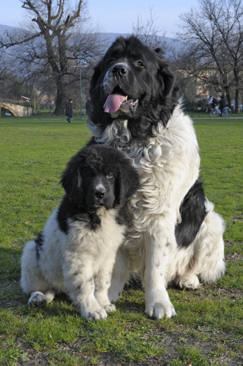 Ben & Babe